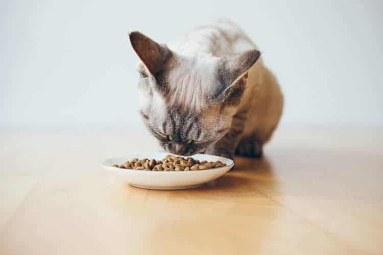 grain free cat food 3