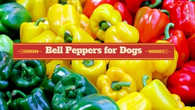 Can Dogs Eat Bell Peppers 1