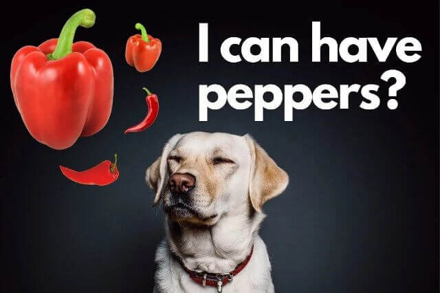 Can Dogs Have Bell Peppers 6