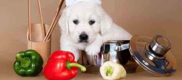 Dog Eat Bell Pepper