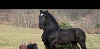 largest horse breed