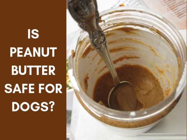 Can Dogs Eat Peanut Butter 2