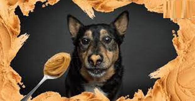 can dogs have peanut butter 1
