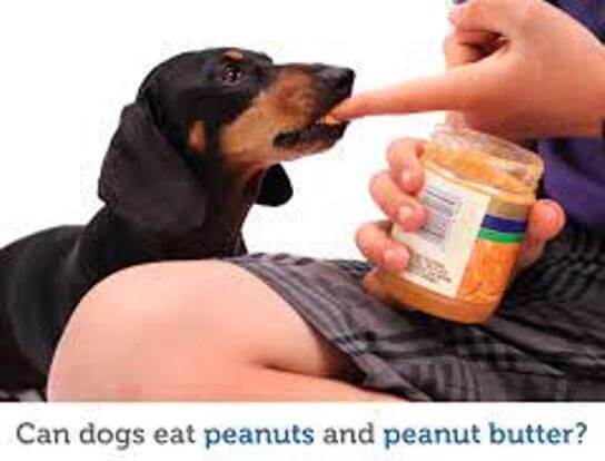 can dogs have peanut butter 2