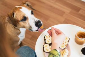 is peanut butter safe for dogs