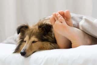 why do dogs sleep by owners feet 1