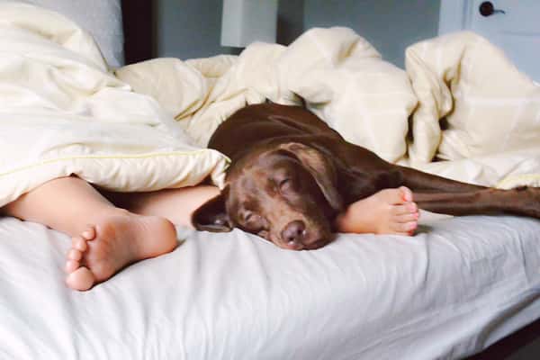 why do dogs sleep by owners feet 3
