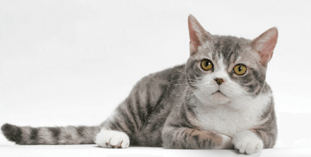 American Wirehair Cutest Cat Breeds