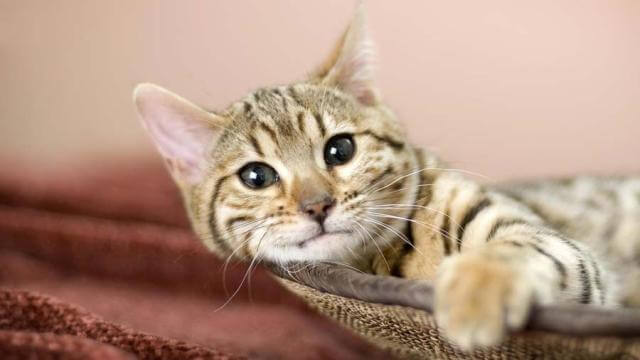 American bobtail cute cat