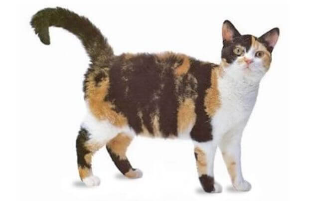 American wirehair cute cat