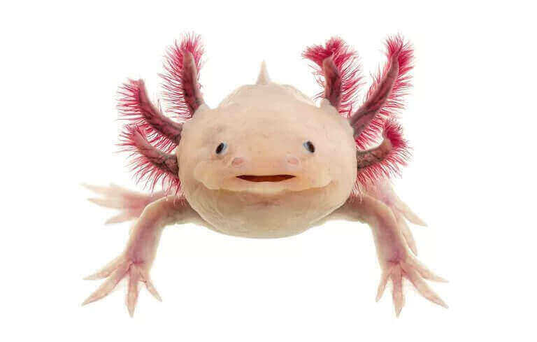 Axolotl Calisto