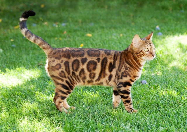 Bengal Cat Breed 1