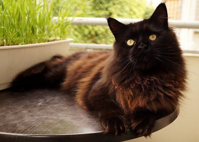 Black Maine Coon Cats 4