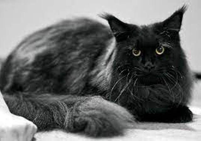 Black Maine Coon Cats 5
