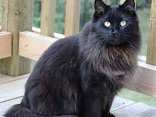 Black Maine Coon Cats 8