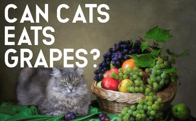 Can Cats Eat Grapes 1