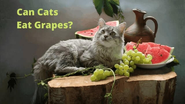Can Cats Eat Grapes 4