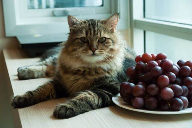 Can Cats Eat Grapes 6