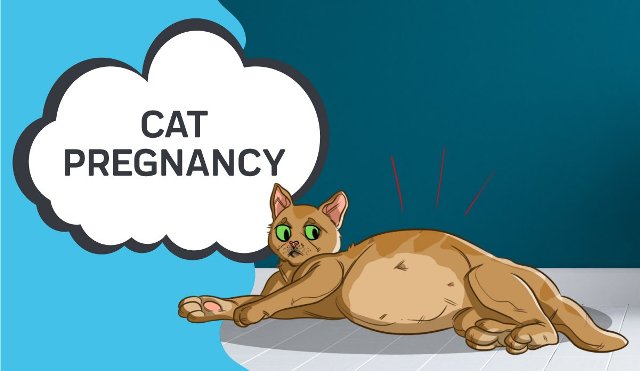 Cat Pregnancy 1