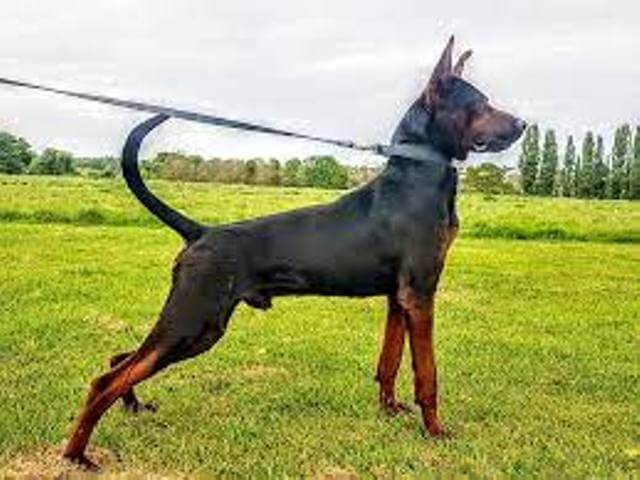 Protective Chinese Red Dog Laizhou Hong Pet Care Stores