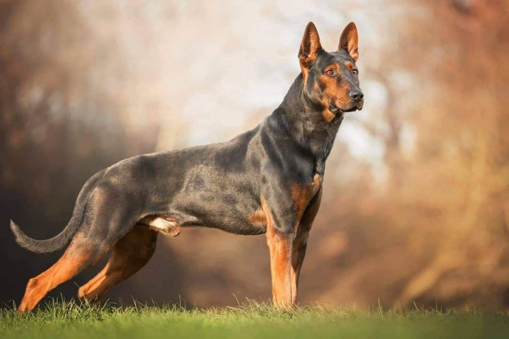 Protective Chinese Red Dog Laizhou Hong Pet Care Stores Protective Chinese Red Dog Laizhou Hong Pet Care Stores