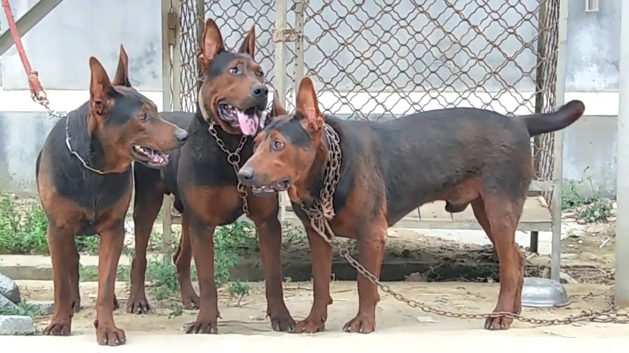 Protective Chinese Red Dog Laizhou Hong Pet Care Stores
