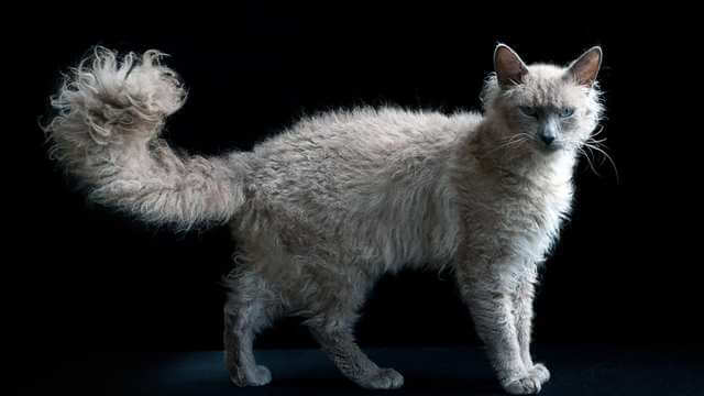 LaPerm Cat Breed