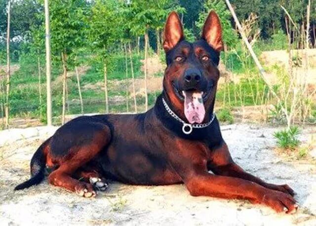Protective Chinese Red Dog Laizhou Hong Pet Care Stores Protective Chinese Red Dog Laizhou Hong Pet Care Stores