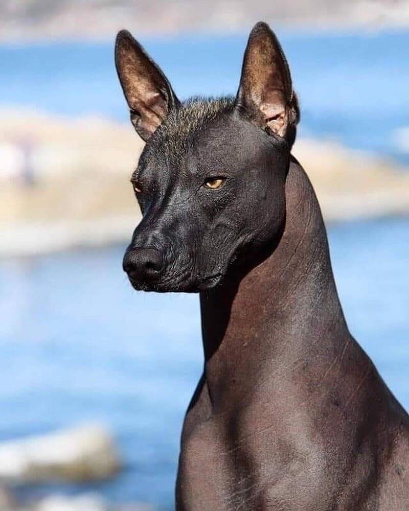 Mexican Hairless Cheapest Dog