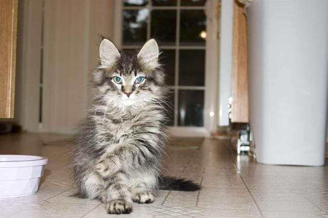 Nutrition Diet for Maine Coon
