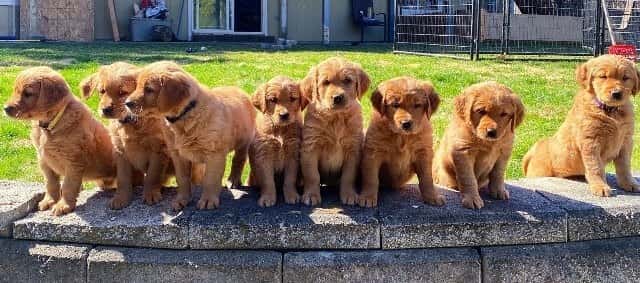 Red Golden Retriever Puppies 6