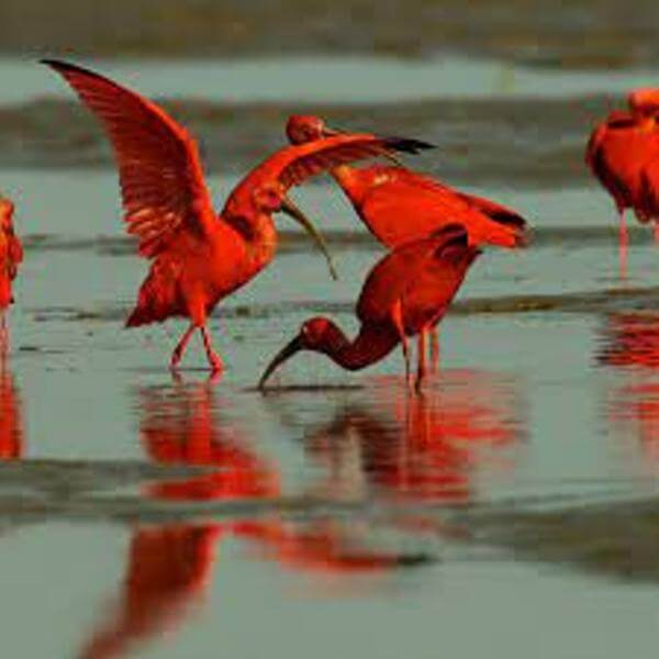 Scarlet Ibis Bird