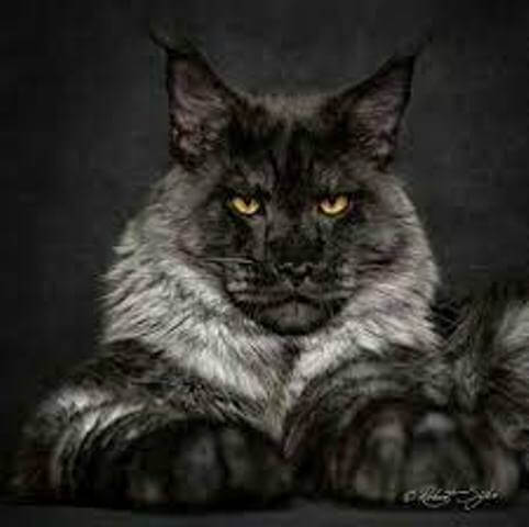 Strong Black Maine Coon Cat