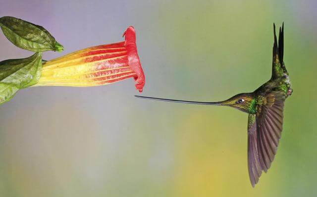 Sword Billed Hummingbird with Longest Beak