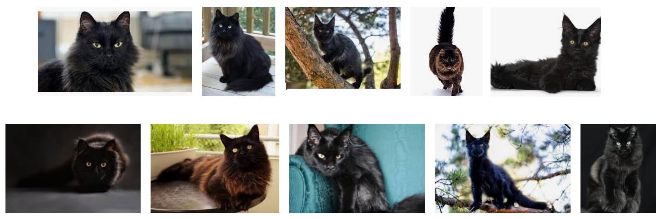 black main coon cats