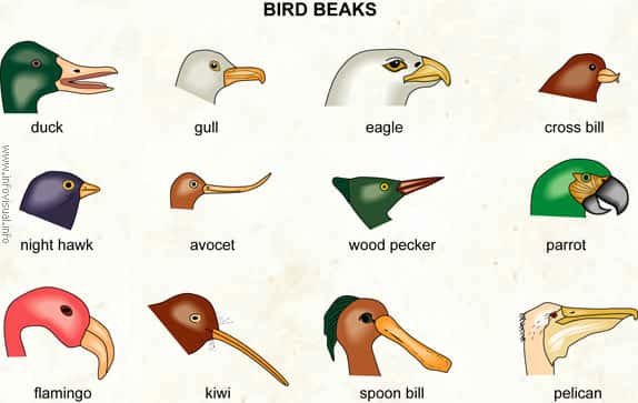 long beak birds