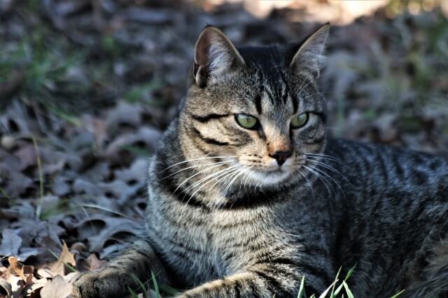 silver tabby cat 2