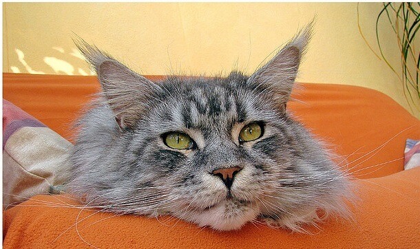 silver tabby cat 6