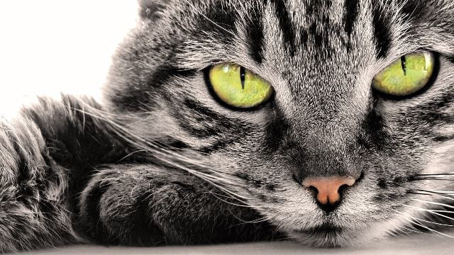 silver tabby cat 7