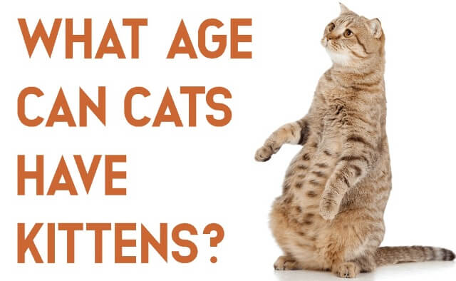 what age can cats have kittens