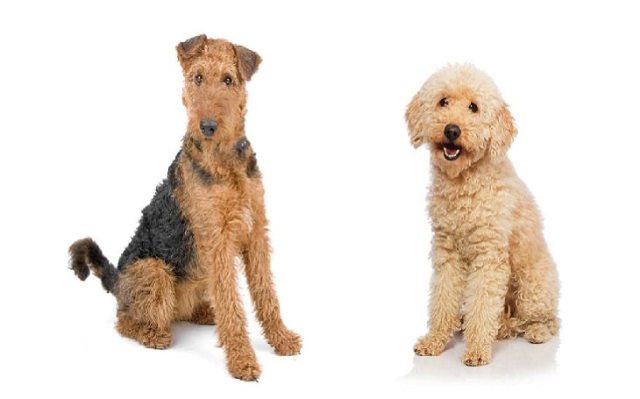 Airedale Terrier Poodle Mix
