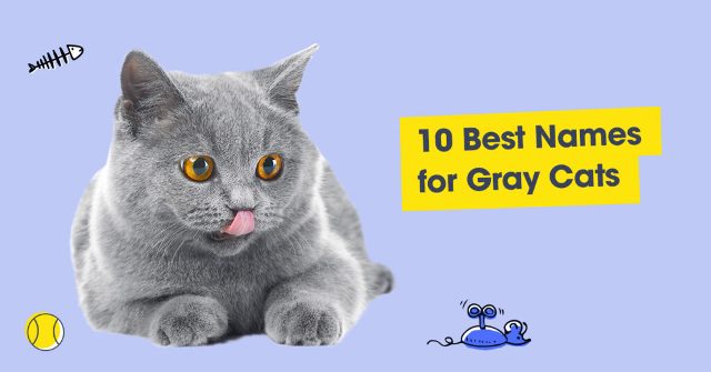 Best Names for Gray Cats