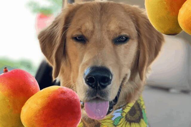 Can Dogs Eat Mango 3