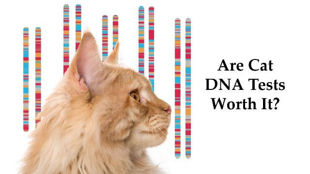 Cat DNA Tests 2