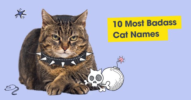 Most Badass Cat Names