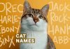 best cat names 1