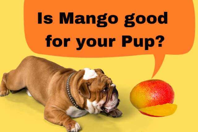 is mango good for dogs