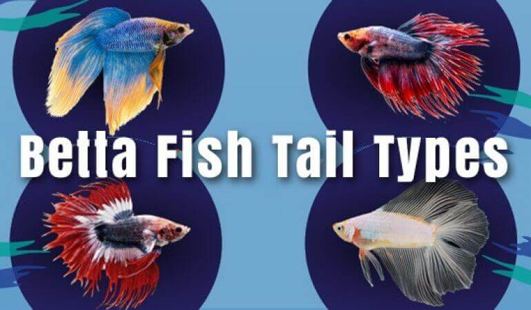 types of betta fish 2