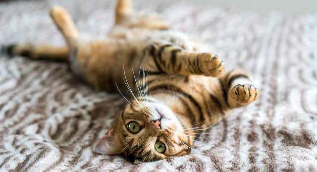 Bengal Cutest Cat