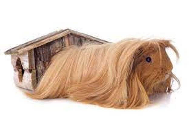 Care of Long Haired Peruvian Guinea Pigs